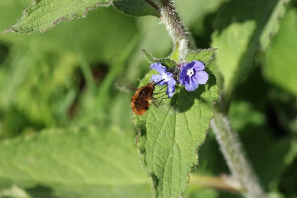 Flores de alcanete verde com mosca de abelha em close — Fotografia de Stock