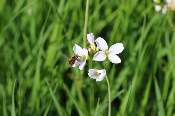 Senhoras flores smock com uma mosca abelha alimentando — Fotografia de Stock