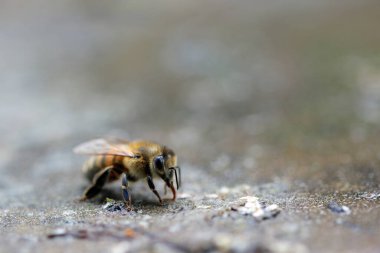 Bal arısı dereden su içiyor.