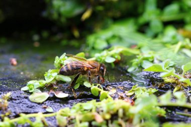 Bal arısı dereden su içiyor.