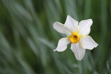 Turuncu merkezli beyaz nergis