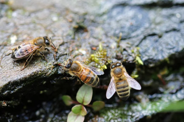 Abelhas mel bebendo água por riacho — Fotografia de Stock