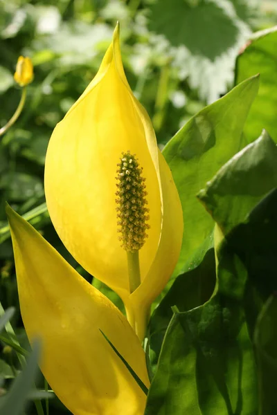 Κίτρινο λάχανο κουνάβι — Φωτογραφία Αρχείου