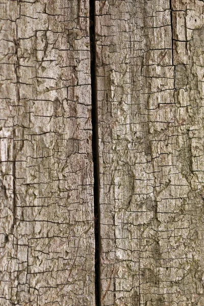 나무껍질없는 죽은 나무줄기 — 스톡 사진