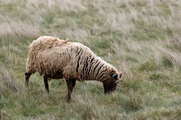 Manx Loaghtan rare breed sheep — Stock Photo, Image