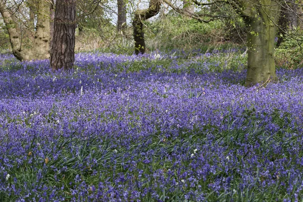 Floresta de primavera com flores de sino azul — Fotografia de Stock