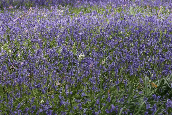 ブルーベルの花を持つ春の森 — ストック写真