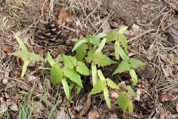 Sycamore tree seedlings — Stock Photo, Image