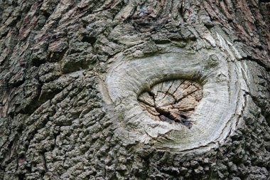 Ağaç cerrahisi yara izi.