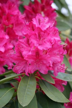 Pembe Rhododendron çiçekleri