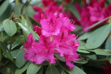 Pembe Rhododendron çiçekleri