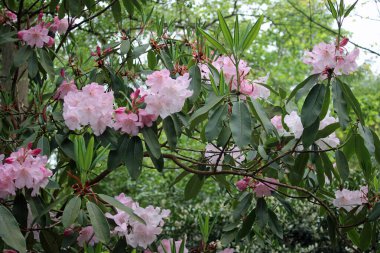 Pembe çiçekli Rhododendron çalısı