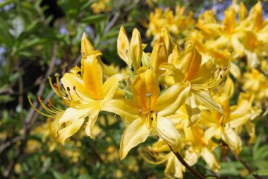 Sarı Rododendron çiçekleri
