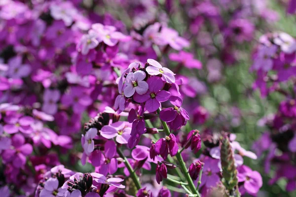 Purple everlasting wallflower flower spikes — Stock Photo, Image