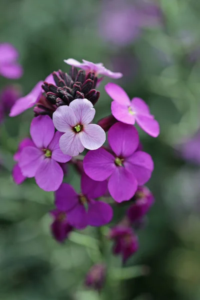 Purple everlasting wallflower spikes flor — Fotografia de Stock