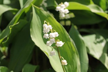 Vadinin zambağı Beyaz çiçekler