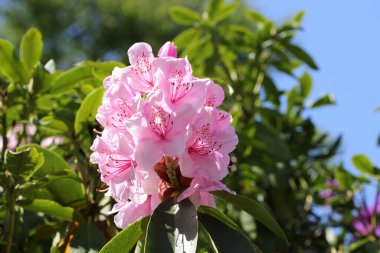 Pembe Rhododendron çiçekleri