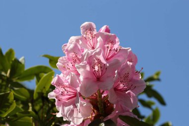 Pembe Rhododendron çiçekleri