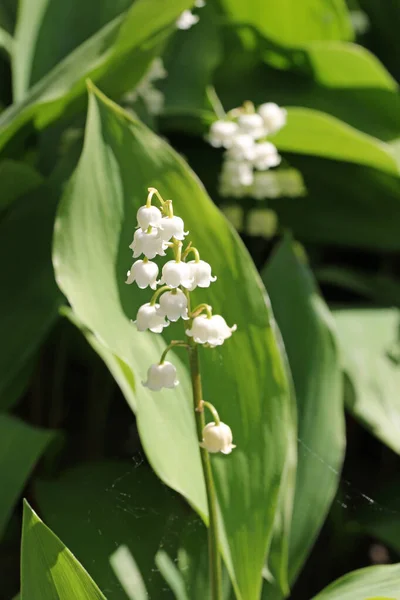 Lirio del valle flores blancas — Foto de Stock