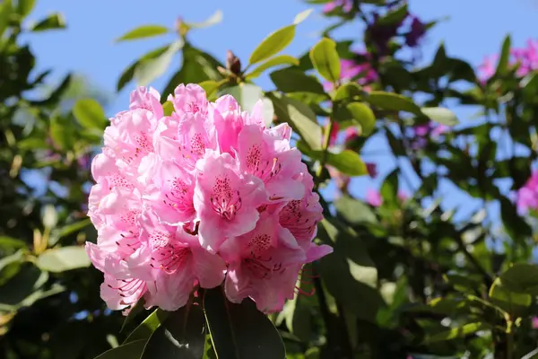Pembe Rhododendron çiçekleri