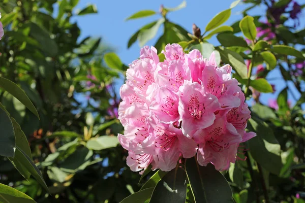 Pembe Rhododendron çiçekleri