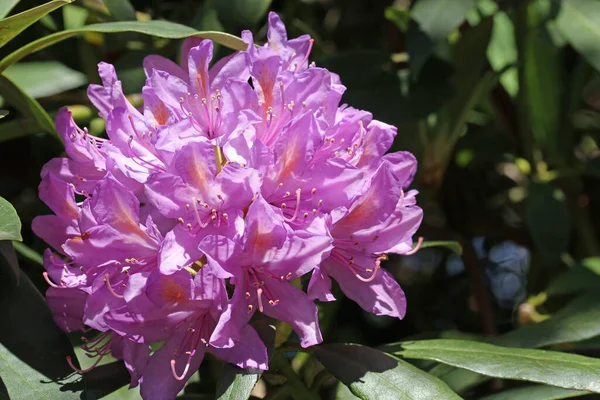 Fialové Rododendron květiny — Stock fotografie