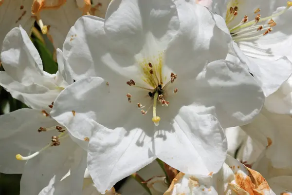 Fehér Rododendron virág közelről — Stock Fotó