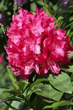 Pembe Rhododendron çiçekleri