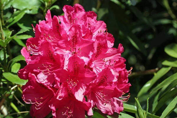 Růžové Rododendron květiny — Stock fotografie