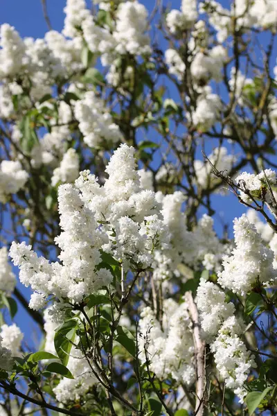 Fleurs lilas blanches — Photo