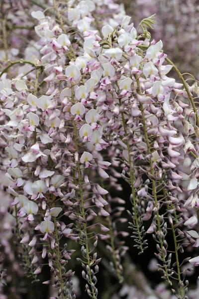 Pink Japanese Wisteria flowers — Stock Photo, Image