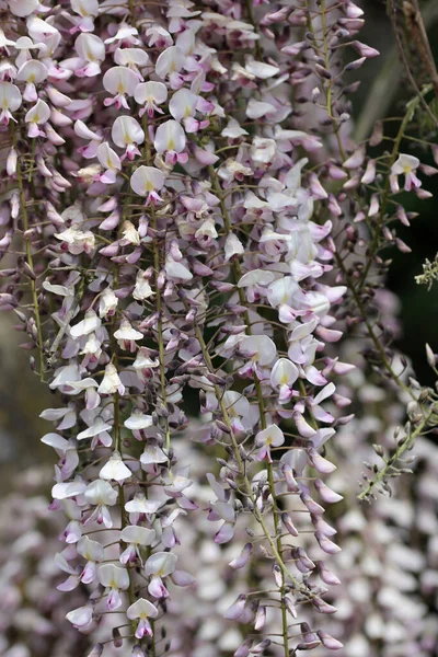 Pink Japanese Wisteria flowers — Stock Photo, Image