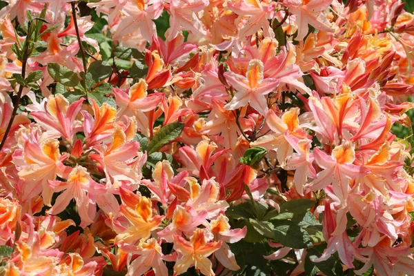 Rododendronový Keř Mnoha Růžovými Oranžovými Květinovými Hlavami Tmavým Rozmazaným Pozadím — Stock fotografie