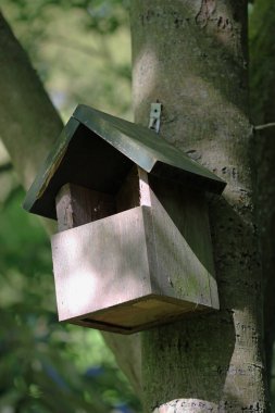Open fronted bird nest box on tree trunk