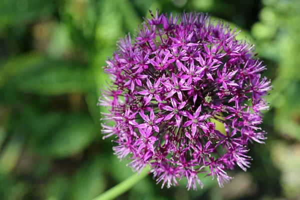 Viola fiore di Allium — Foto Stock