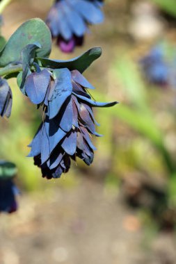 Bal otu yaprakları ve çiçekler