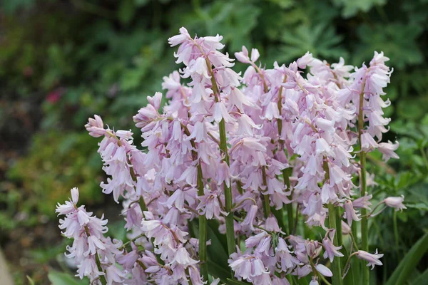 Růžový španělský bluebell květina v zblízka — Stock fotografie