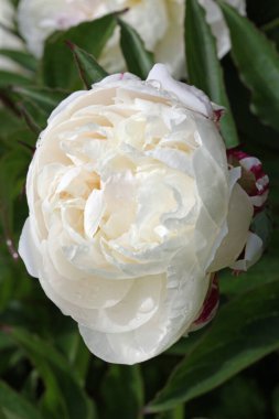 White double peony flowers