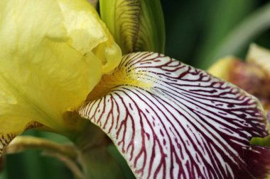 Yellow and crimson bearded iris flower close up