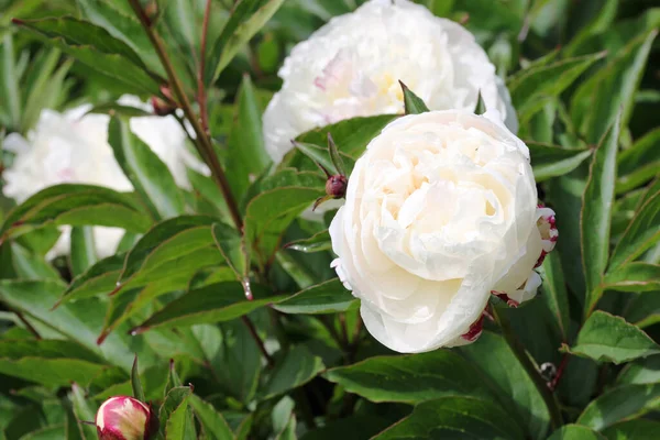 White double peony flowers — Stok fotoğraf