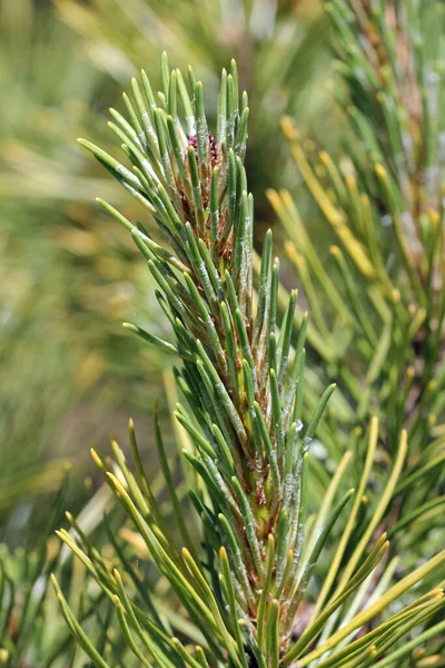 Dwarf mountain pine new shoots — Φωτογραφία Αρχείου