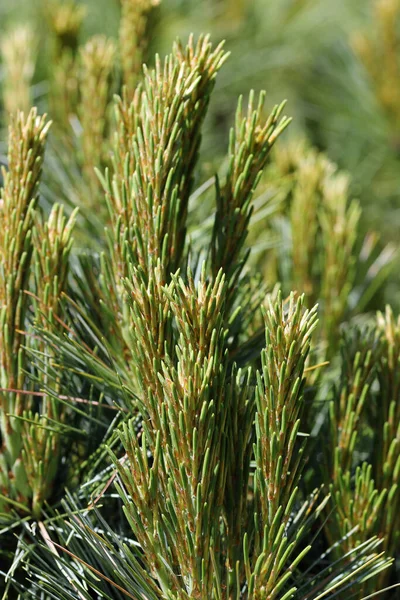 Dwarf mountain pine new shoots — Stok fotoğraf