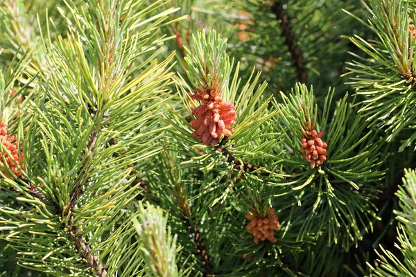 Dwarf mountain pine with pollen producing strobili — kuvapankkivalokuva