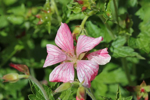 Rosa Oxford cranesbill flor con gotas de lluvia — Foto de Stock