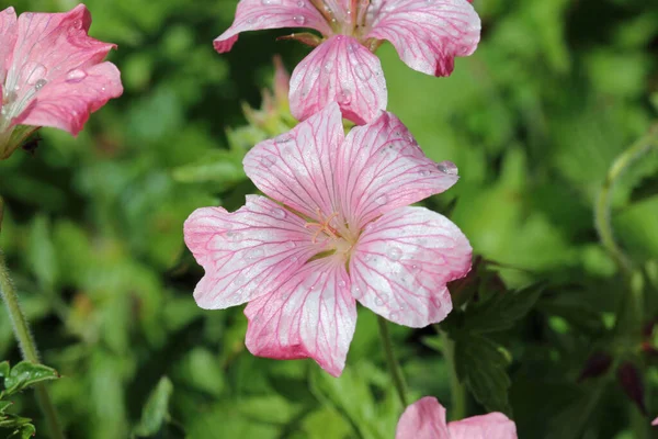 Rosa Oxford cranesbill flores con gotas de lluvia — Foto de Stock