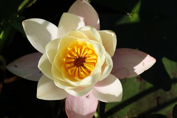 Блідо-жовта водяна лілія — стокове фото