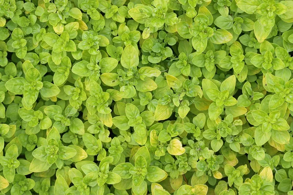 ハーブオレガノの植物は葉だけ — ストック写真