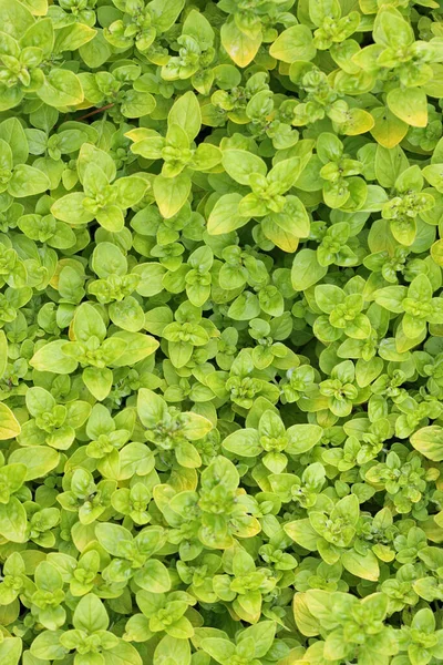 Hierba orégano solo hojas de plantas —  Fotos de Stock