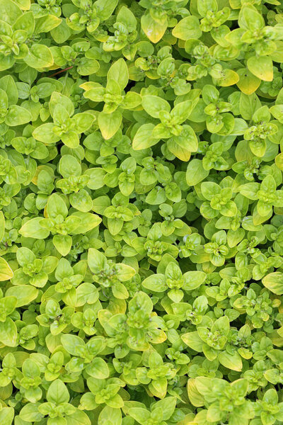 Herb oregano plant leaves only