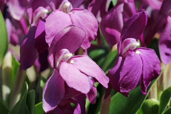 Purpurhumus roscoea blüht in Großaufnahme — Stockfoto